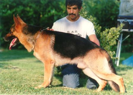 Quino von Arminius | German Shepherd Dog 