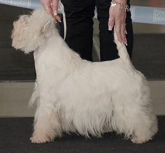 PETIT CADEAU DE Gryffindor | West Highland White Terrier 