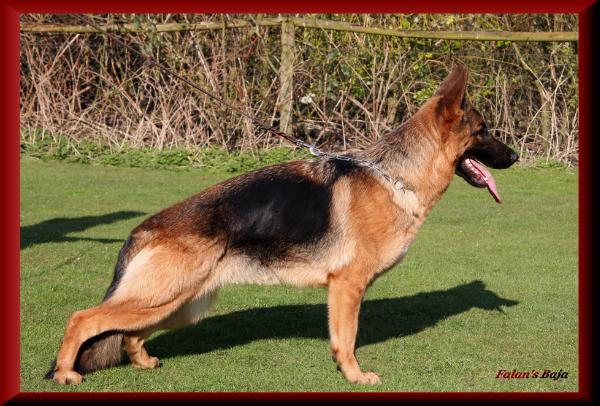 Falan´s Baja | German Shepherd Dog 