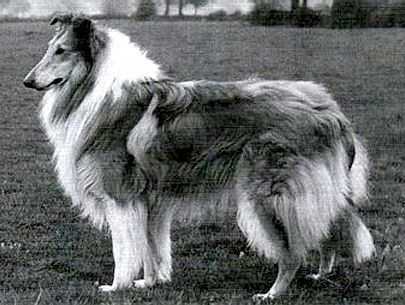 Loyal Of Ladypark | Rough Collie 