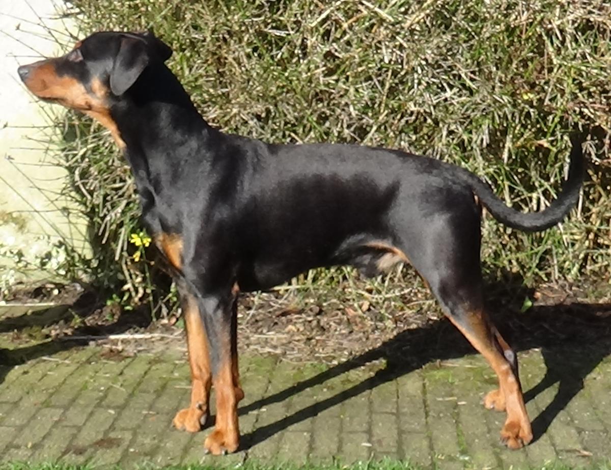 Dark Angels Out Of The Dark | German Pinscher 