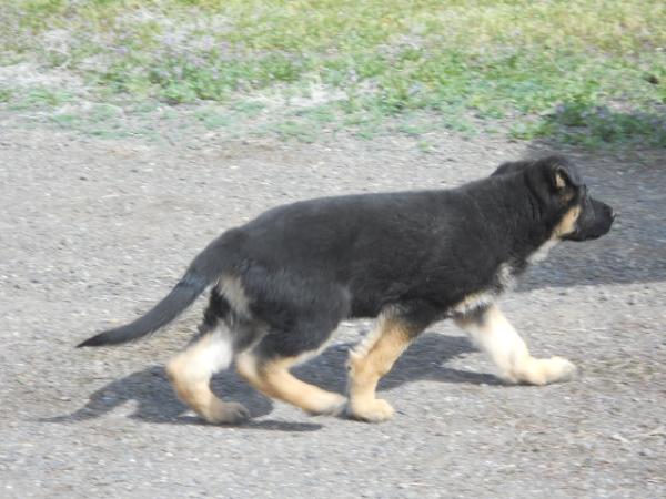 Chisana's Have An Axe To Grind | German Shepherd Dog 