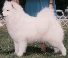 Kolinka's Serena | Samoyed 