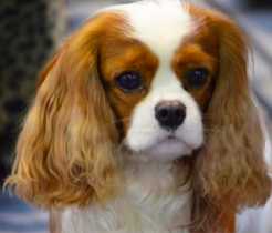 Pascavale Handsome Marley | Cavalier King Charles Spaniel 