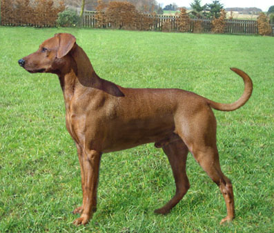 Dark Angels ADEN RED ENERGY | German Pinscher 