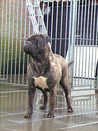 Anzio v.'t Heksenwiel | Bullmastiff 