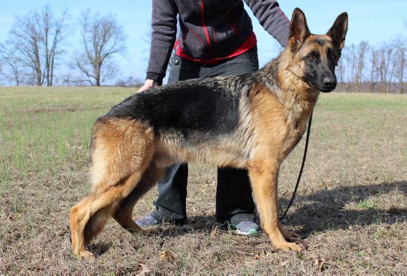 Giacomo vom Ravenholz | German Shepherd Dog 