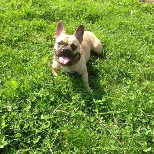 My Lady von Bully-Island | French Bulldog 