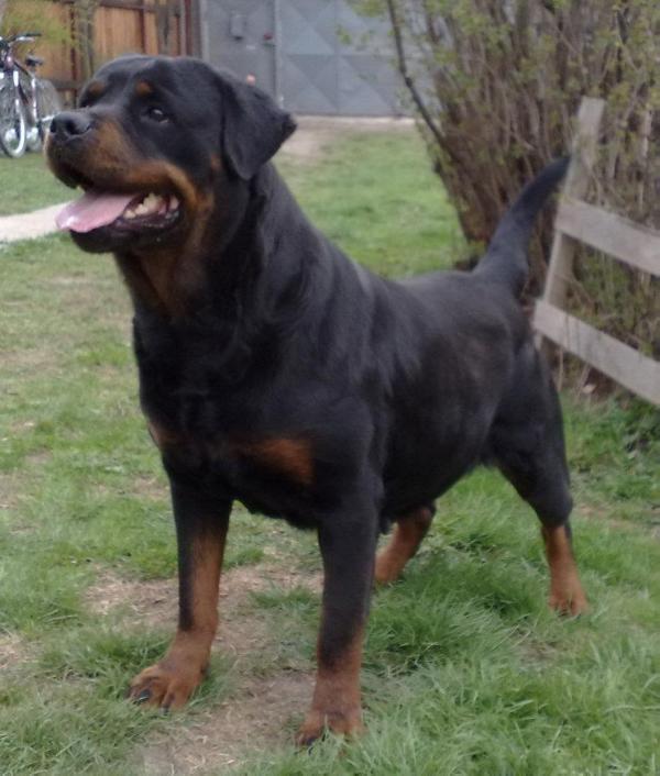 justice vom hause bucur | Rottweiler 