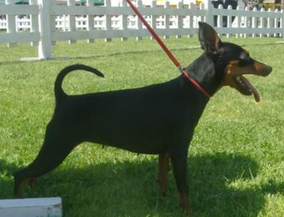 Isa dell' Antica Sibari | Miniature Pinscher 