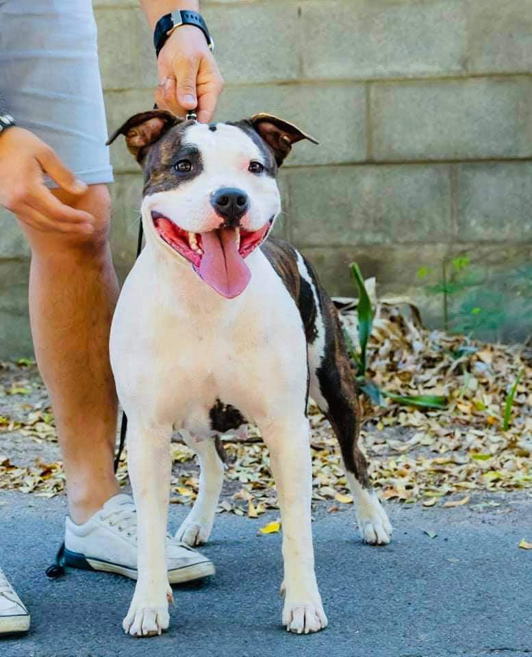 Oklahoma du domaine d'Ishtar | American Staffordshire Terrier 
