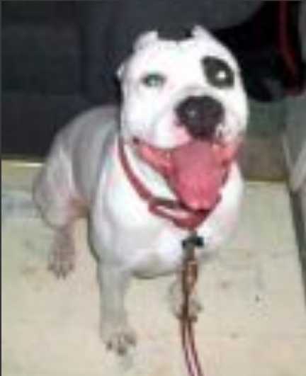 ROCCO OF BIG BONE | American Pit Bull Terrier 