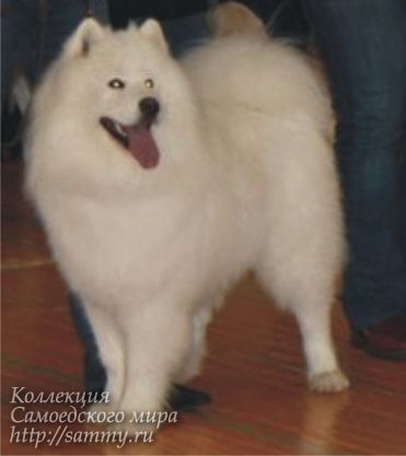 Avangard Arktik Almaz | Samoyed 