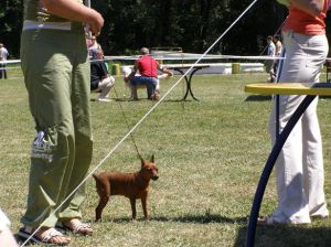 DUSHA MOYA ZAGADKA | Miniature Pinscher 