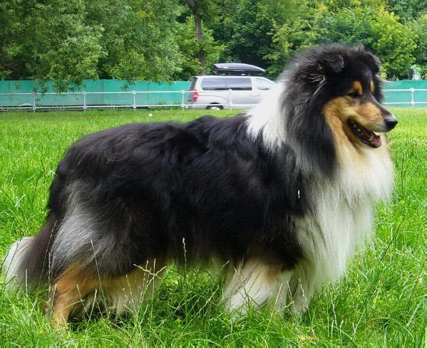 Hoksvud Adventure | Rough Collie 