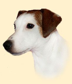 Bonny vom Schwalbenhof | Jack Russell Terrier 