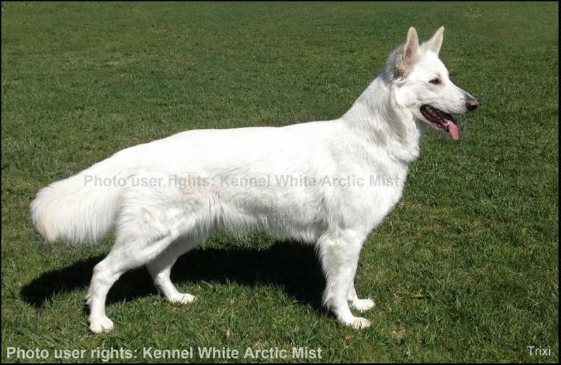 Trixi av White Rewyr | White Swiss Shepherd Dog 