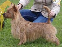 Bluepepper's Rock-Stone | Australian Terrier 