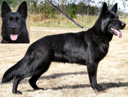 Freche vom Haus Rothmann | German Shepherd Dog 