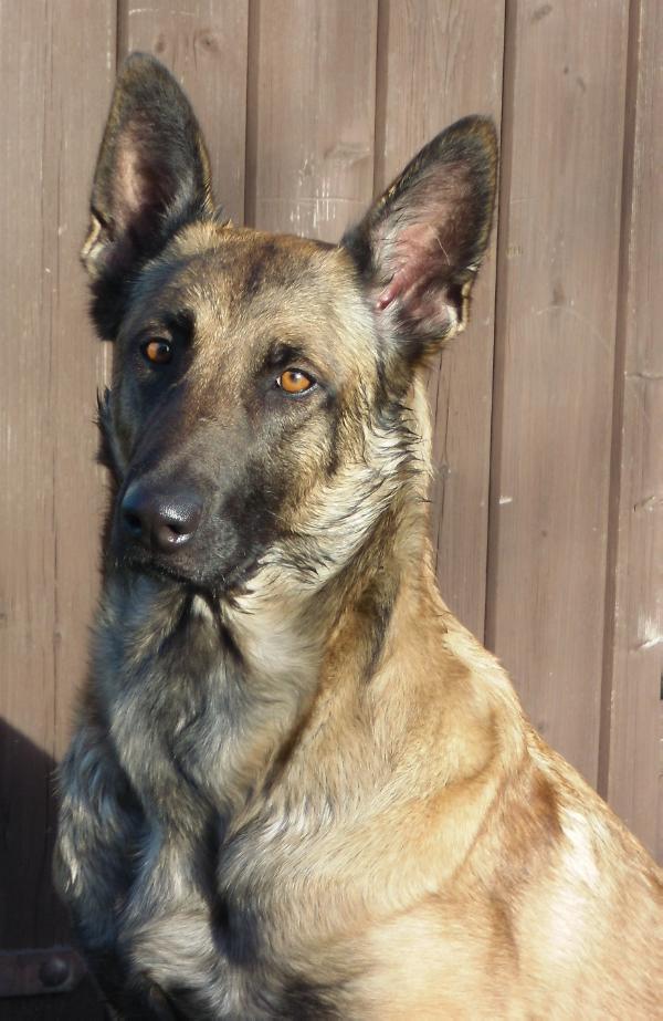 Monna De Heidewachter | Belgian Malinois 