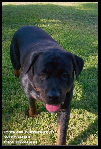 Princess Alexander II | Rottweiler 