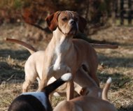 Hino White Hunter | Portuguese Pointer 