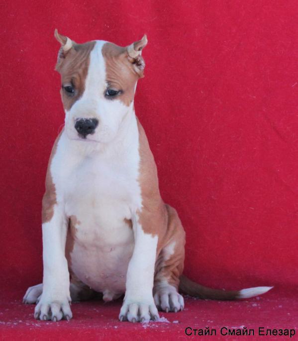 Style Smile Elezar | American Staffordshire Terrier 