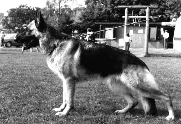 Afra vom Haus Reiterland | German Shepherd Dog 