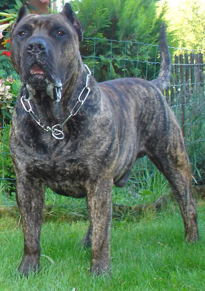 Inai de CanMuc | Perro de Presa Canario 