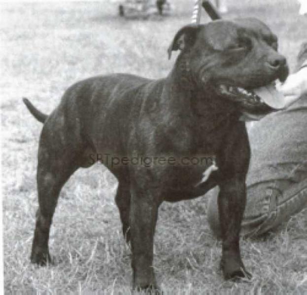 Debrella Scotch On The Rocks Of Dumbriton | Staffordshire Bull Terrier 