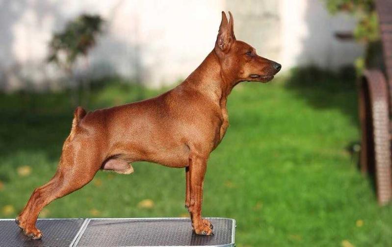 Extra orient yupiter for ditrikh | Miniature Pinscher 