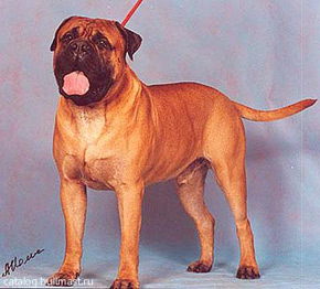 Donald Iz Imperii Antallis | Bullmastiff 