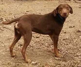 Cletus Alligator | Catahoula Leopard Dog 