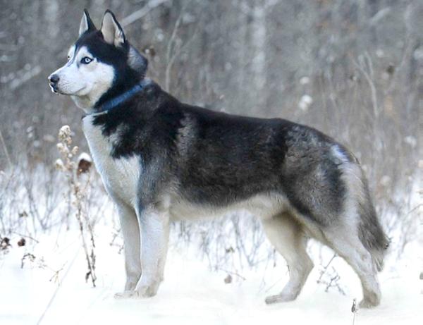 Husky Haven Oisters Pearl of Wisdom | Siberian Husky 