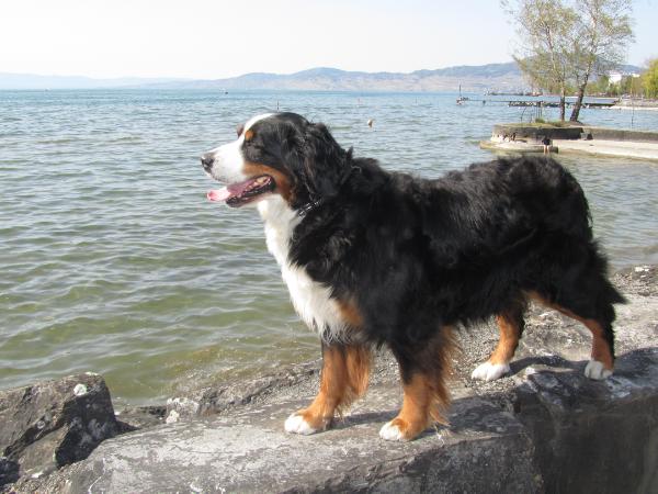 Upsala de Savora | Bernese Mountain Dog 