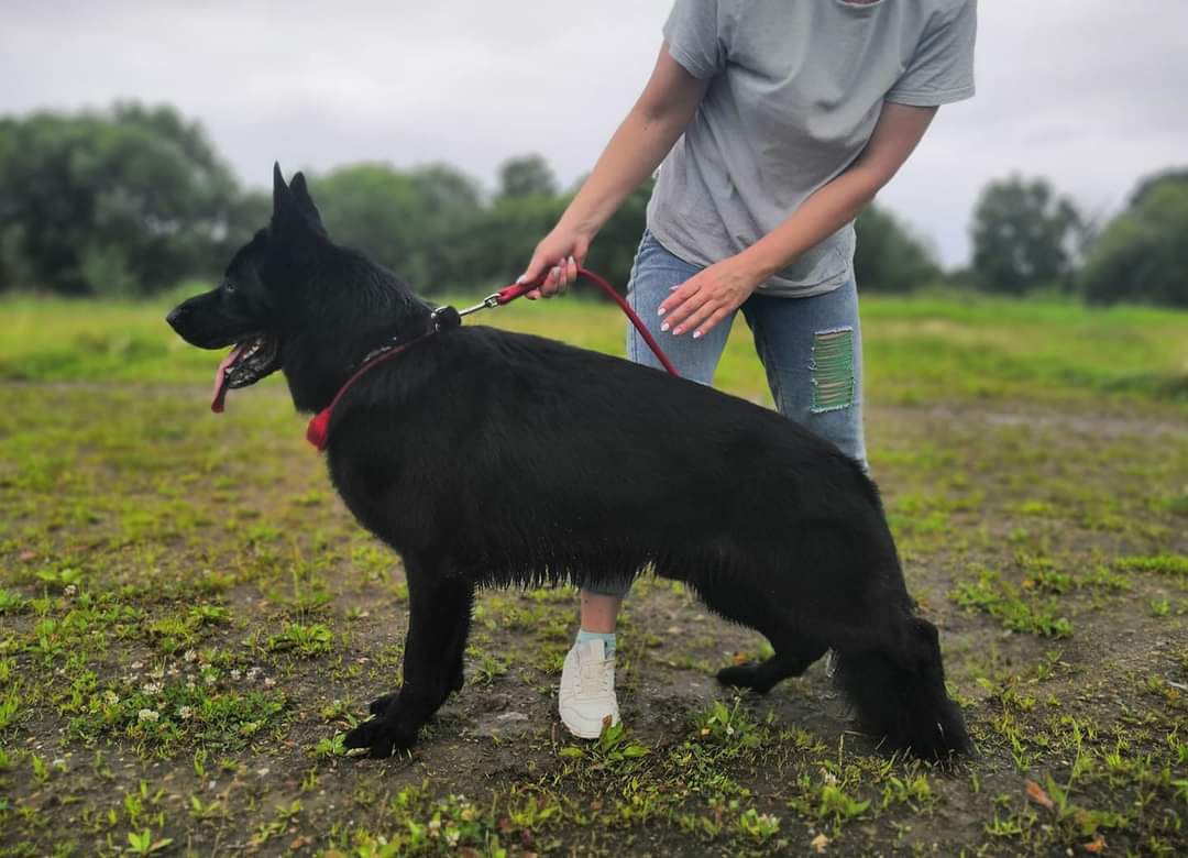 NORD SHTOLTS YAFARD | German Shepherd Dog 