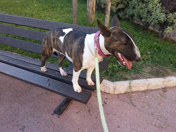 Helina romantic girl du domaine d'Yspahan | Bull Terrier 