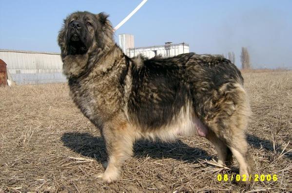 Fanta De Valeni | Caucasian Mountain Dog 