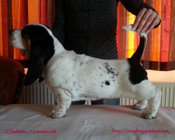 Öreghegyi Vadász Charlotte | Basset Hound 