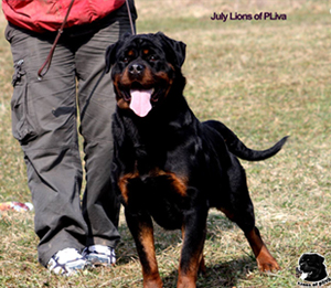 July Lions of Pliva | Rottweiler 