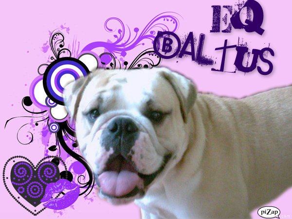 Ten Have's Baltus | Olde English Bulldogge 