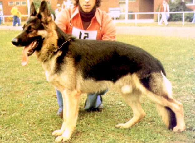 Dock von der Kiefersheck | German Shepherd Dog 