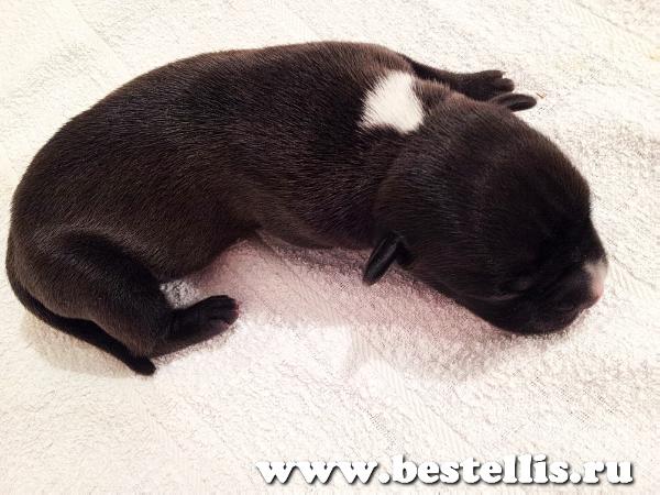 Ast Best Elli's Klaid Valor Icon. | American Staffordshire Terrier 