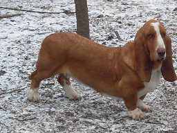 A'KIRA | Basset Hound 