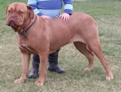 Chienparadis Miss Lula | Dogue de Bordeaux 