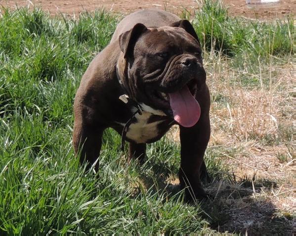 BuffaloCreek's Bison | Olde English Bulldogge 