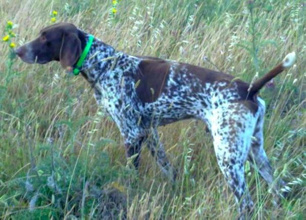 Urbino | German Shorthaired Pointer 