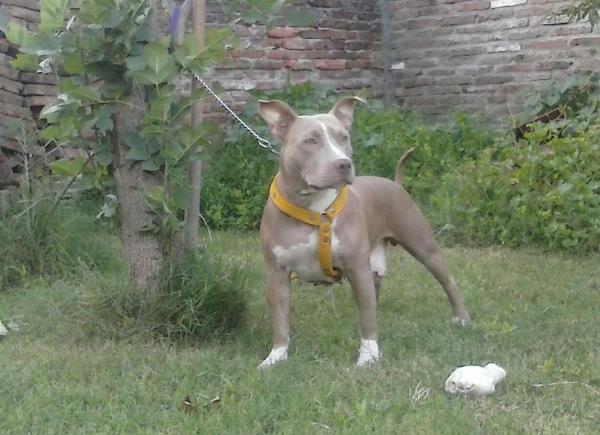 Quimera NW | American Pit Bull Terrier 