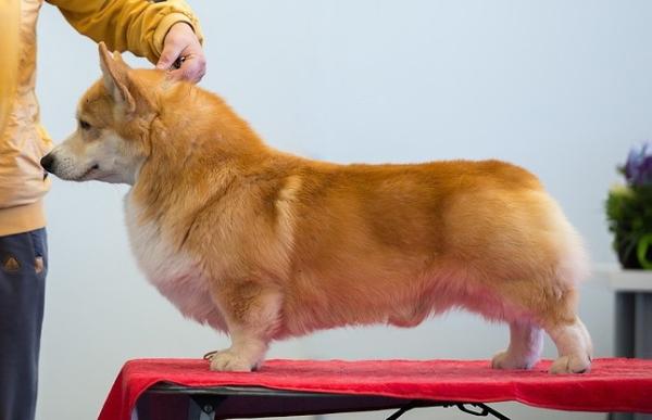 Andvol Djek Pot | Pembroke Welsh Corgi 