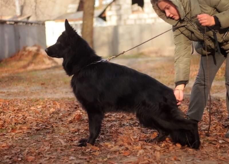 Udacha aus dem Kefergeholc | German Shepherd Dog 